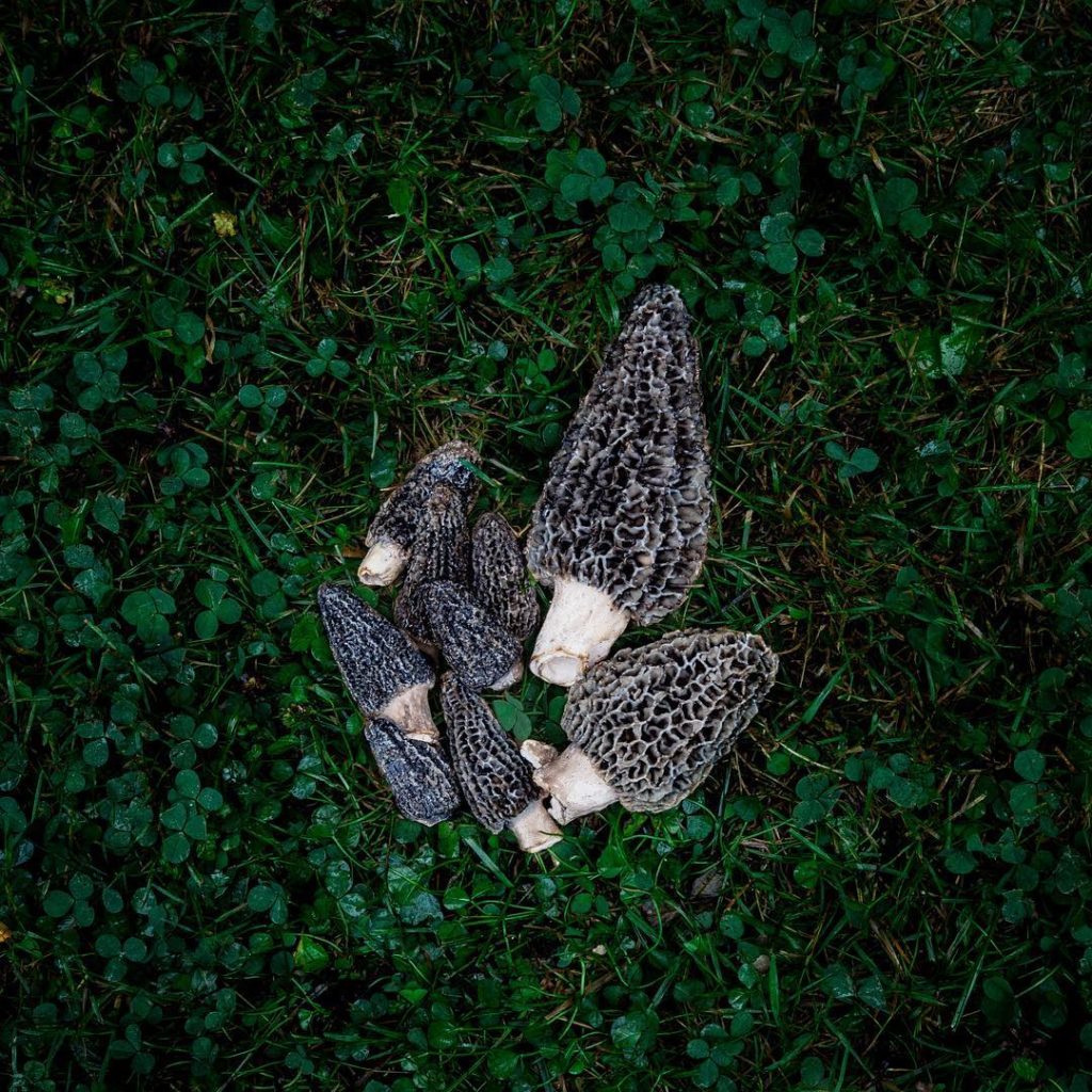 Morels in the forest