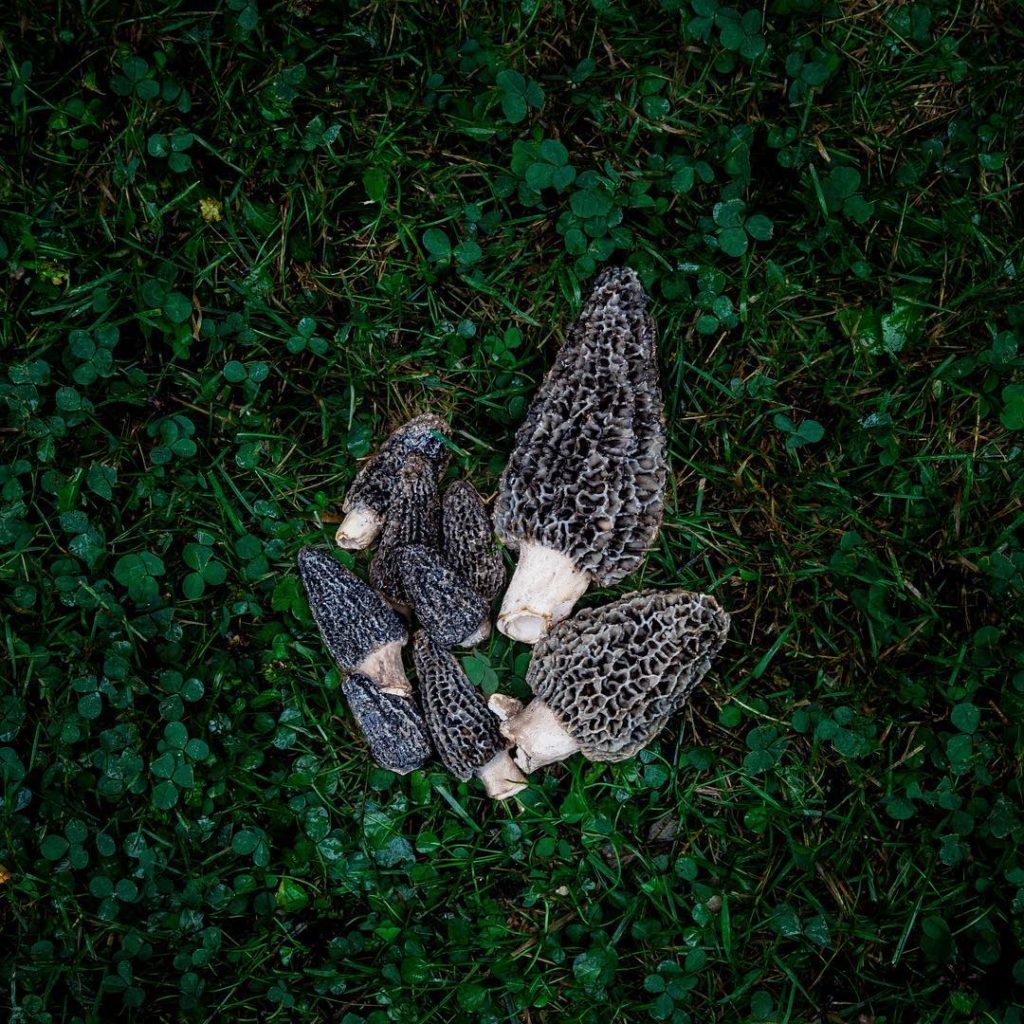 Morilles dans la forêt